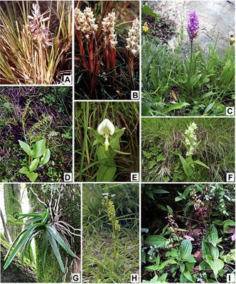 A Walk Through the Maze of Secondary Metabolism in Orchids: A Transcriptomic Approach